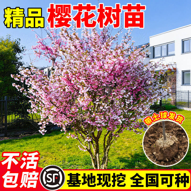 樱花树苗庭院观赏盆栽地栽耐寒花卉南北方种植重瓣樱花树绿化苗木