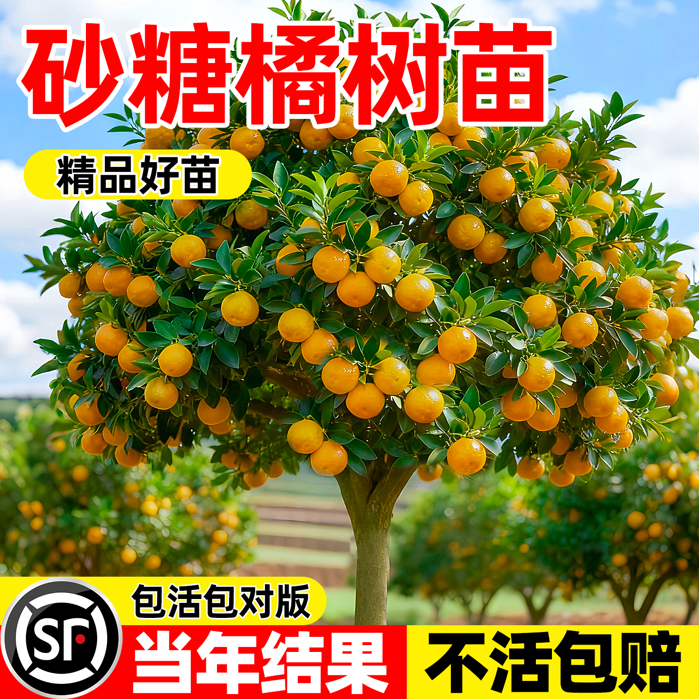 砂糖橘树苗地栽盆栽南北方种植广西沙糖桔子苗嫁接无籽橘子树果苗