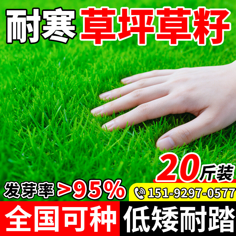 草坪草籽耐寒耐热多年生天堂草种子南北方庭院四季生长绿化草种籽