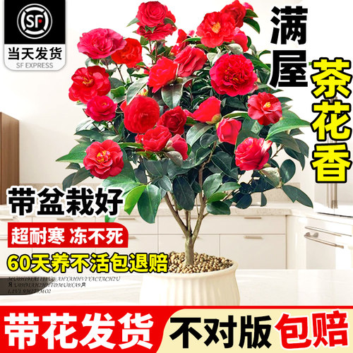 花思萱山茶花树带花苞室内花卉