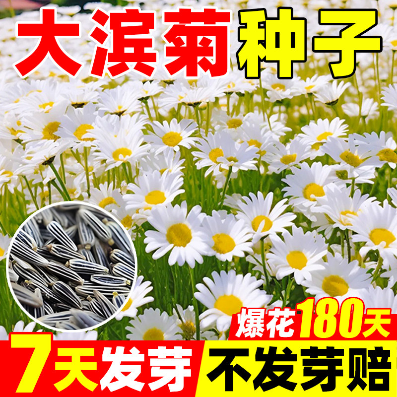 大滨菊种子雏菊洋甘菊花种籽孑阳台庭院室外格桑四季播种开花花卉