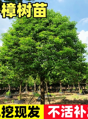 香樟树苗工程行道树绿化四季常青南北方庭院种植小叶龙脑樟驱蚊虫