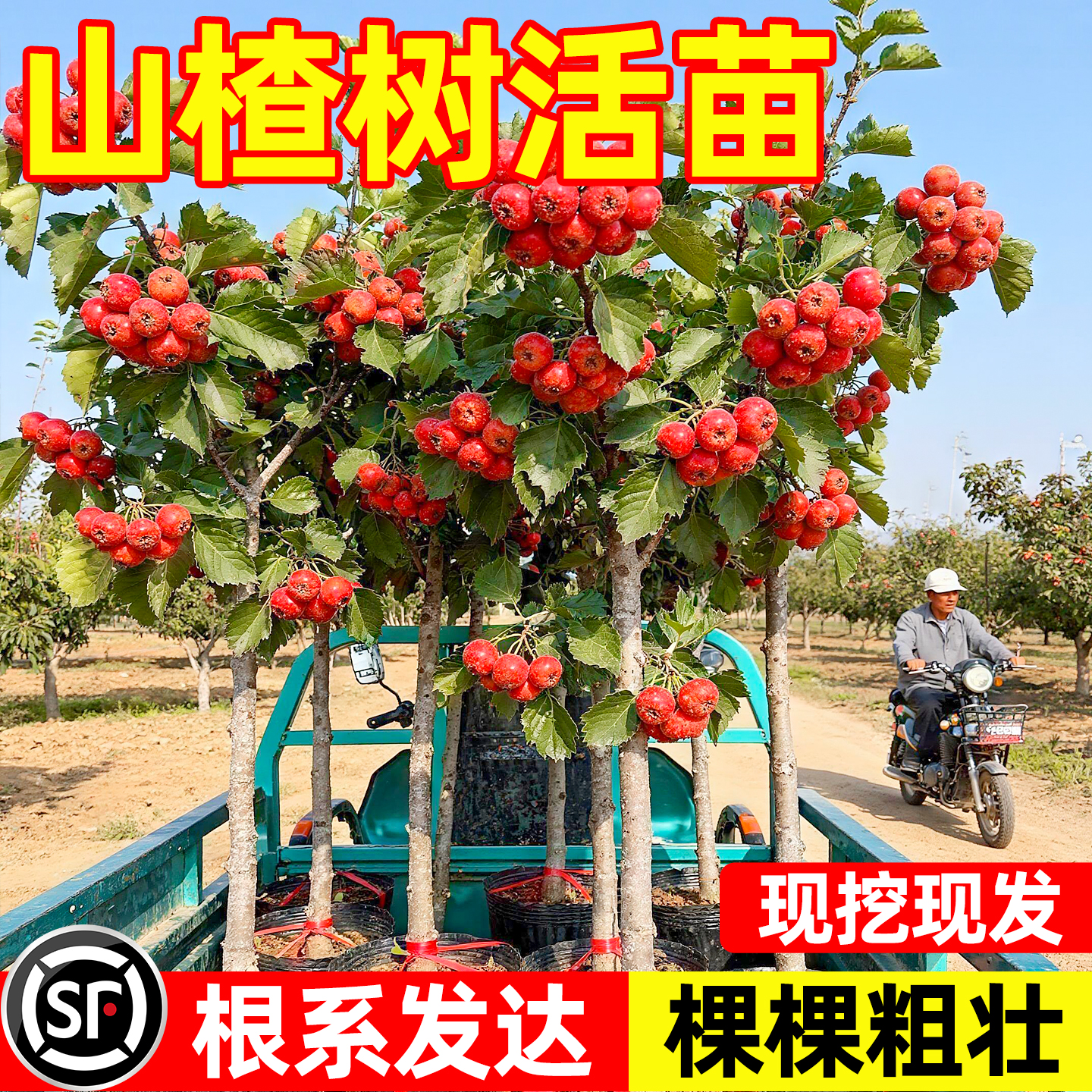 山楂树活苗嫁接苗高产大金星五菱盆栽庭院地栽南北方种植四季好养