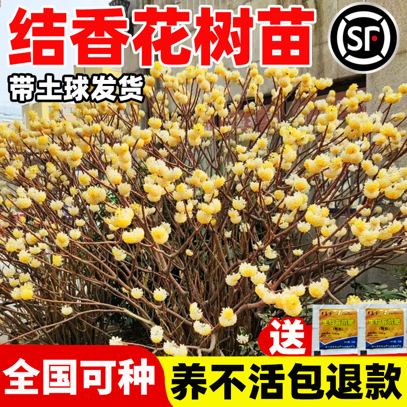 结香花树苗盆栽耐寒观叶