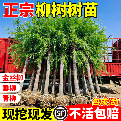 柳树树苗垂柳青皮柳河道绿化速生乔木庭院观赏树行道树四季种植