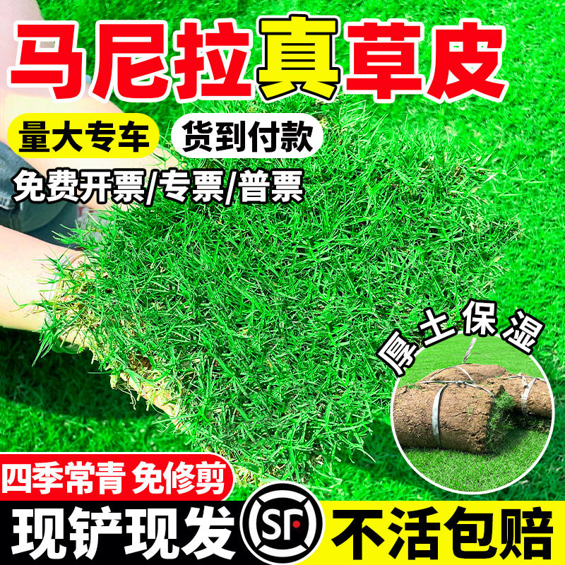 马尼拉草皮带土真草坪绿化工程别墅花园百慕大剪股颖免剪易活四季