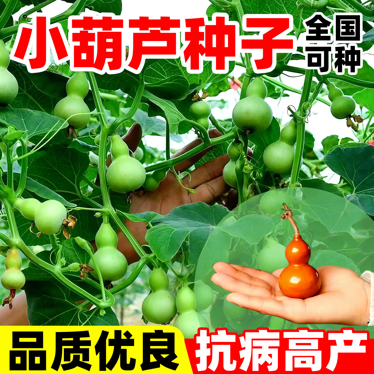 小葫芦种子手捻葫芦室外庭院盆栽文玩微型高果率迷你葫芦四季观赏