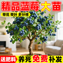 蓝莓苗果树果苗盆栽带果高产优瑞卡薄雾大树苗北方南方室内外种植