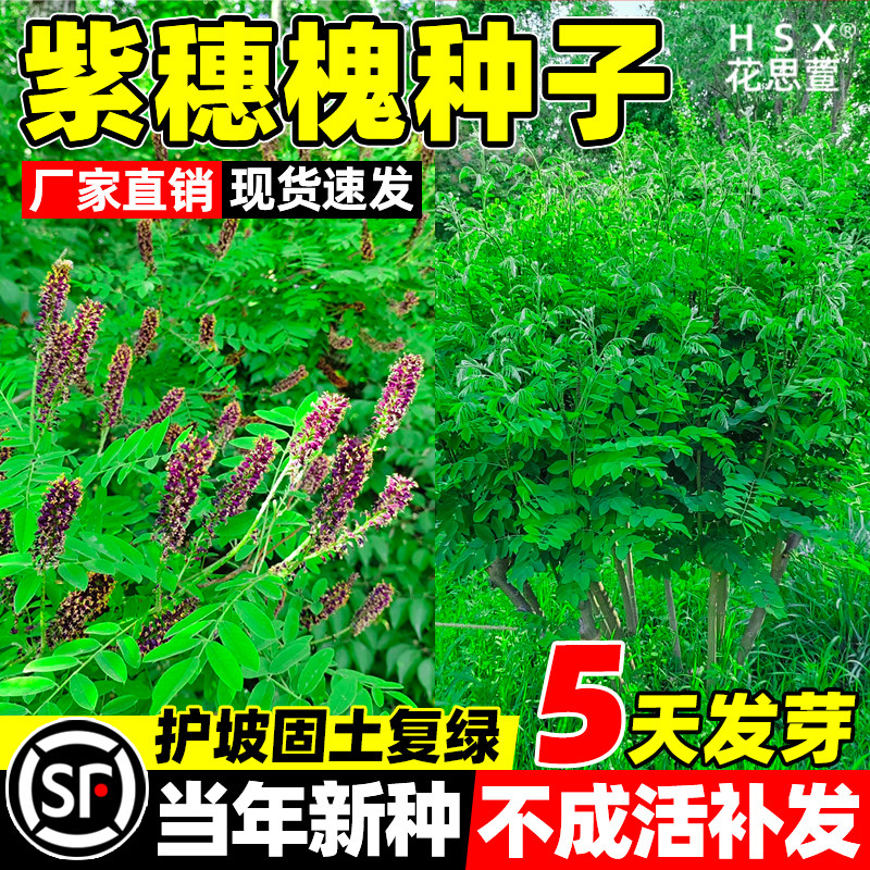 紫穗槐种子四季常青护坡固土多年生灌木种籽绿化工程公路边坡草籽