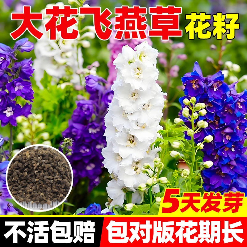 大花飞燕草花种重瓣草花苗四季开种植鲜切花庭院观赏花卉盆栽种子