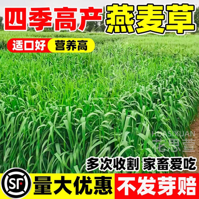 燕麦种子四季高产高蛋白耐寒养殖牧草籽多茬收割家禽喜食畜牧种籽