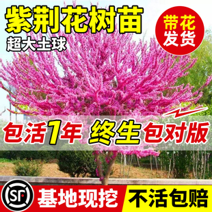 紫荆花树苗庭院室外种植物四季开花丛生老桩绿化园林风景树紫金花