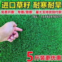 綠化草坪草籽四季常青護(hù)坡綠化