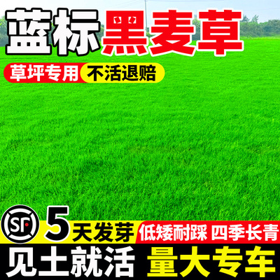 花思萱蓝标黑麦草种籽四季常青