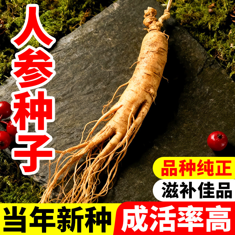 人参种子东北长白山野生中草药材室外阳台庭院盆栽南北方四季植物