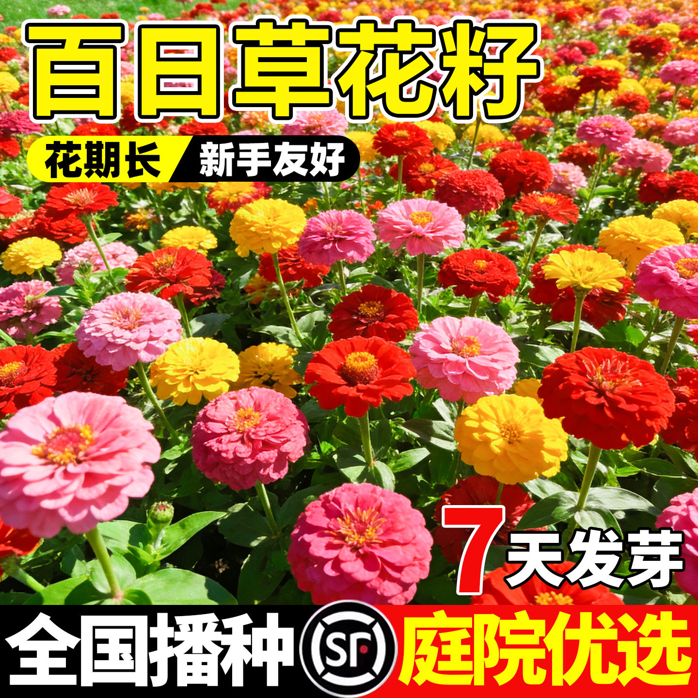 百日草花籽耐热庭院花海菊花种籽步步高种子开花花期矮杆季节好种