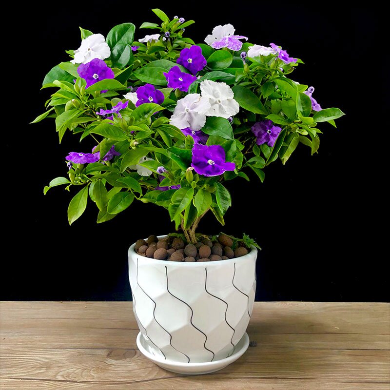 新品双色茉莉盆栽鸳u鸯茉莉花阳台庭院室内外绿植四季花卉浓香多