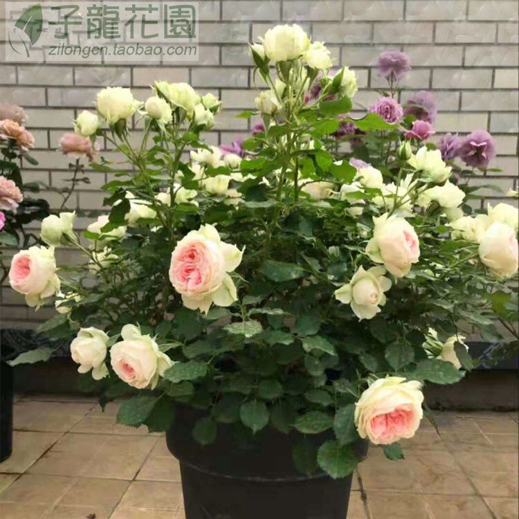 新品南海月季门廊绒球多季阳台盆栽花园绿植开花植物玫瑰花卉复r