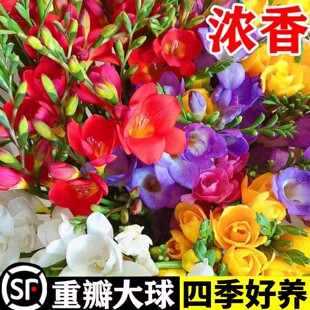 重瓣香雪兰种球四季耐寒小苍兰室内盆栽花卉植物易种好养活花种子