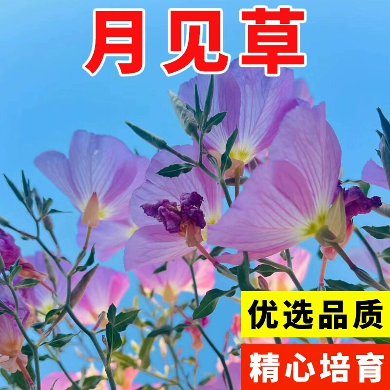美丽月见花种子四季播种易活室外阳台盆栽花种籽庭院宿根花卉花籽