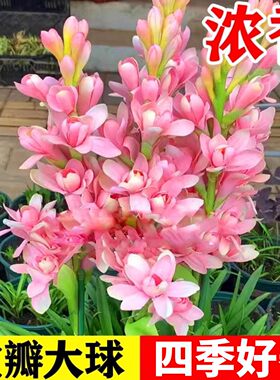 晚香玉种球重瓣大花球根夜来香浓香型多年生切花庭院阳台盆栽花卉