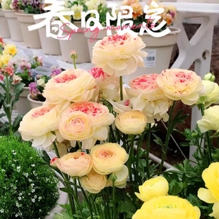 进口花毛茛洋牡丹重瓣种球根带芽花苗室内外四季播种耐寒开花种子