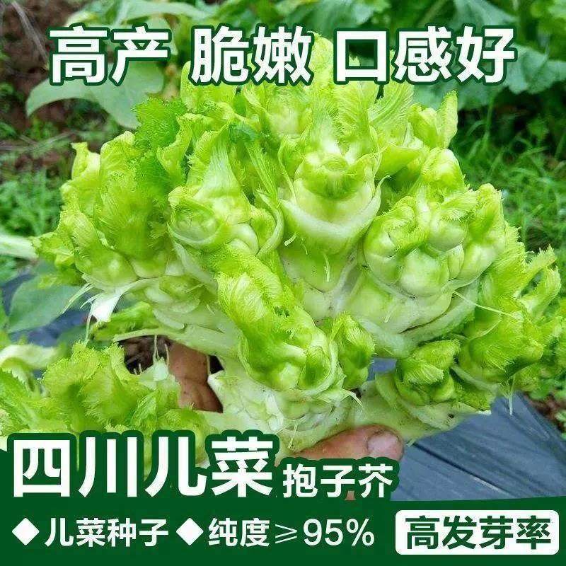 儿菜种子抱子芥娃娃菜胖儿子菜抱儿菜耳菜籽四季盆栽耐寒蔬菜种籽,鲜花速递/花卉仿真/绿植园艺,家庭园艺种子,淘宝优惠券,粉丝福利购,淘宝优惠卷