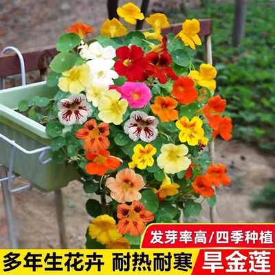 四季旱金莲种子旱荷花种垂吊爬藤花卉室内外耐寒阳台盆栽春秋播种