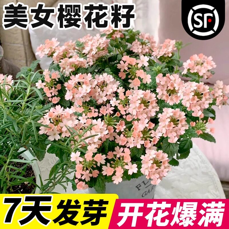 美女樱花籽盆栽细叶花种籽子四季播种开花阳台庭院室内外花卉秧苗