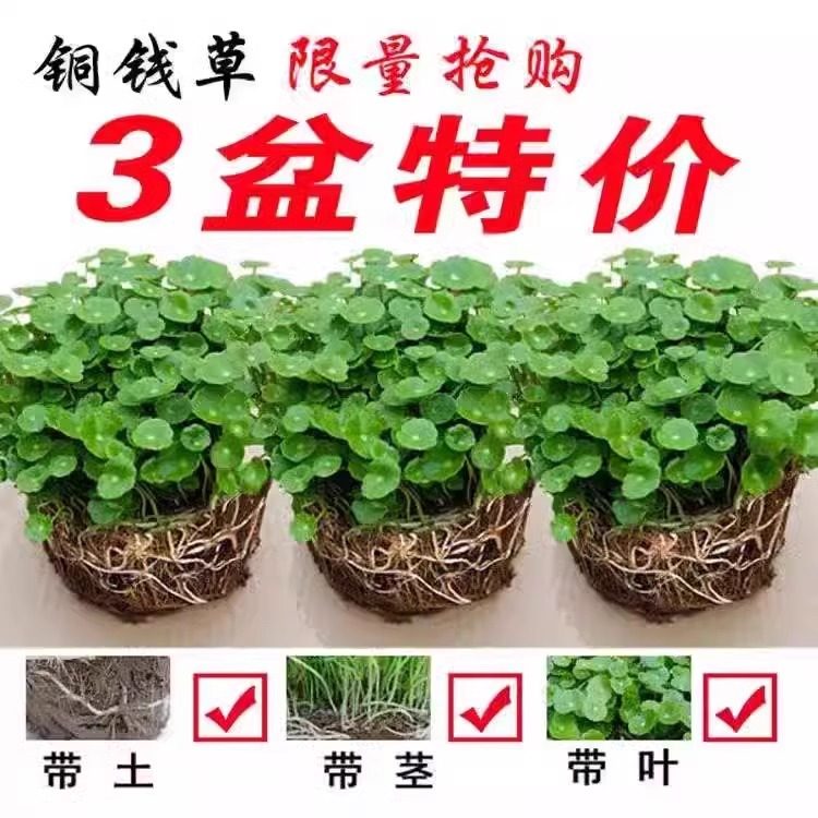 铜钱草水培植物水养懒人花卉室内小盆栽金钱草四季好养活带叶带土,鲜花速递/花卉仿真/绿植园艺,绿植,淘宝优惠券,粉丝福利购,淘宝优惠卷