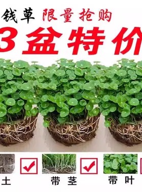 铜钱草水培植物水养懒人花卉室内小盆栽金钱草四季好养活带叶带土