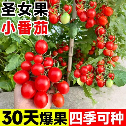 樱桃小番茄种子瀑布千禧番茄圣女果西红柿种籽孑四季阳台盆栽生吃