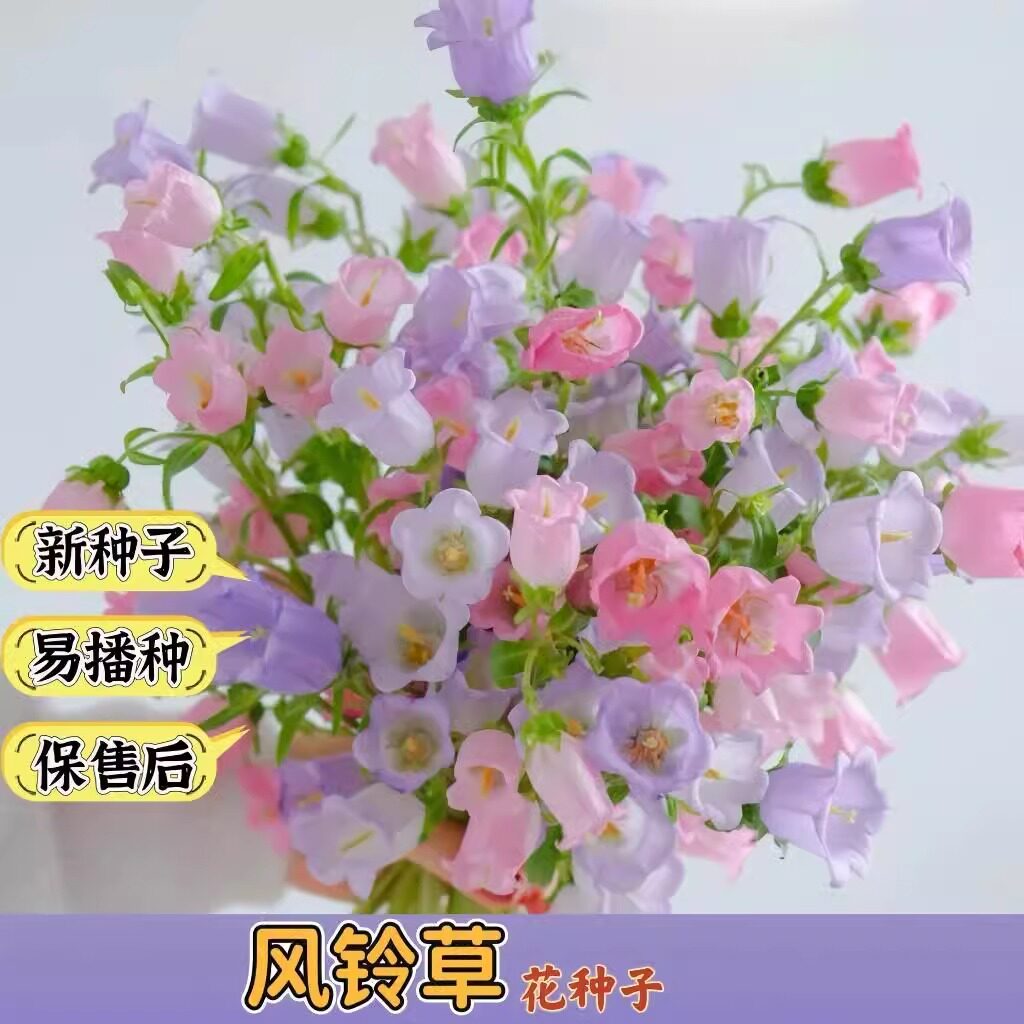 风铃草花种籽子四季播种开花杯状铃铛喇叭花种子阳台易活盆栽花籽图片