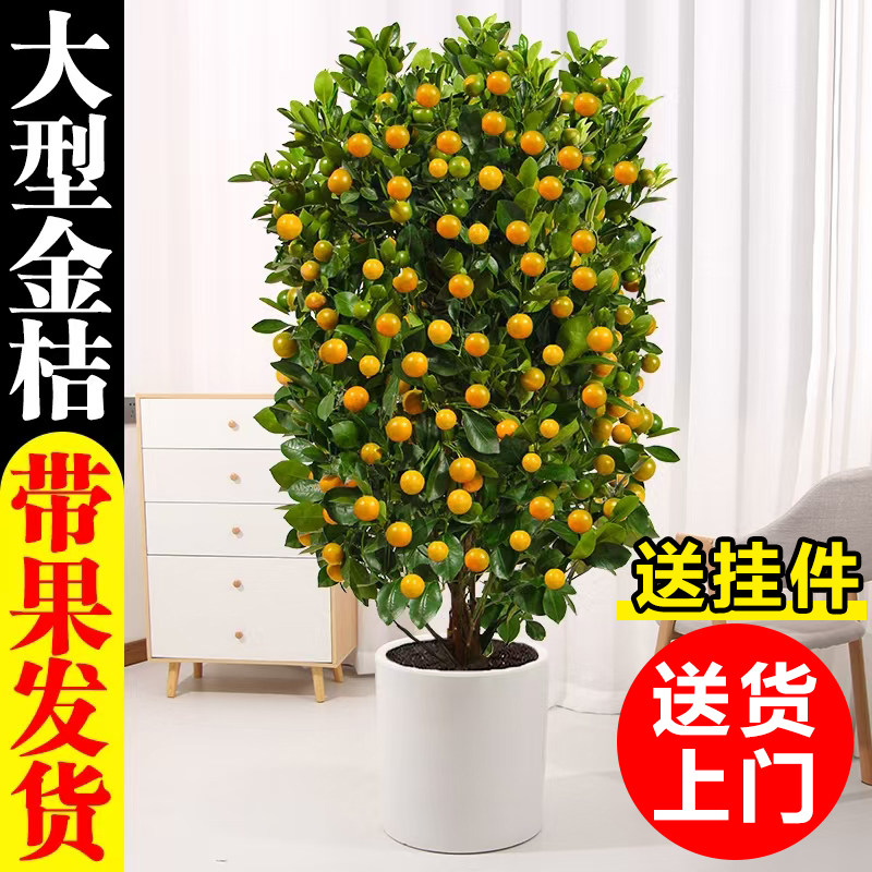 金桔树盆栽可食用客厅老桩大树办公室内年桔带果盆景门口橘子树苗,鲜花速递/花卉仿真/绿植园艺,大型绿植/成品组合盆栽,淘宝优惠券,粉丝福利购,淘宝优惠卷