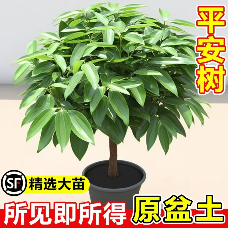 平安树客厅绿植室内大型盆栽幸福树办公室四季好养招财树植物盆景