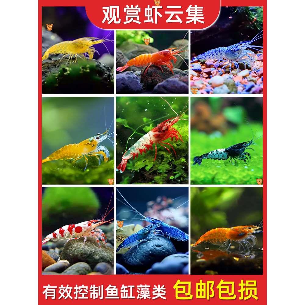 观赏虾极火樱花宽金背琉璃虾香橙香吉士宝石蓝烤漆抱卵淡水虾繁殖