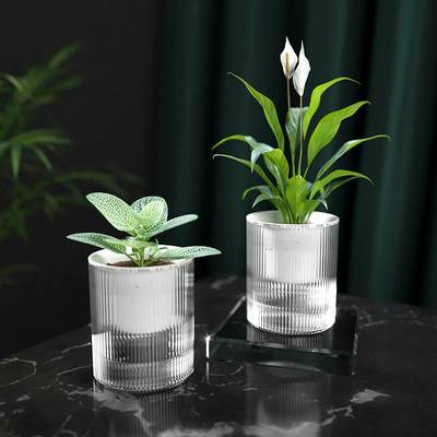 懒人绿萝植物自动吸水小花盆设计感透明水培器皿塑料玻璃水养高级