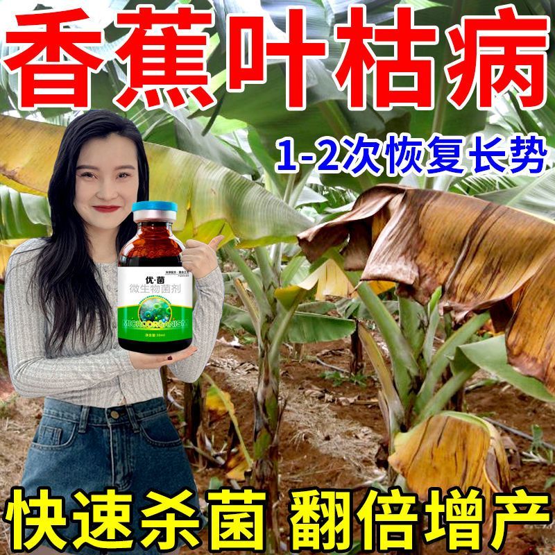 香蕉黄叶烂心病药钻虫斑黑
