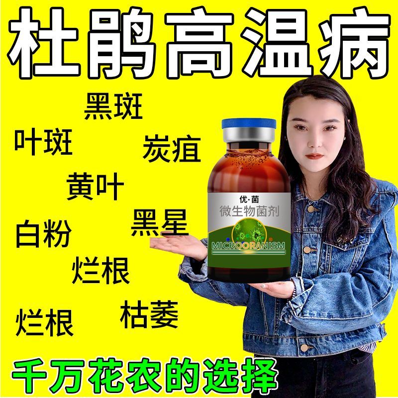 杜鹃花专用肥料叶子枯萎黄