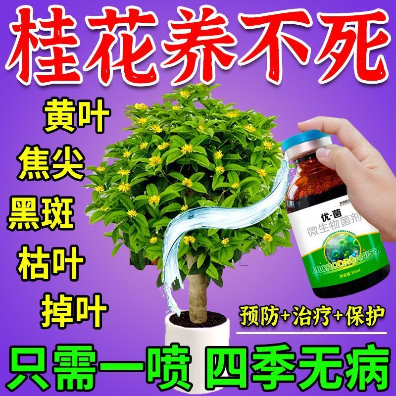 桂花枯叶病黄焦尖干虫孔斑