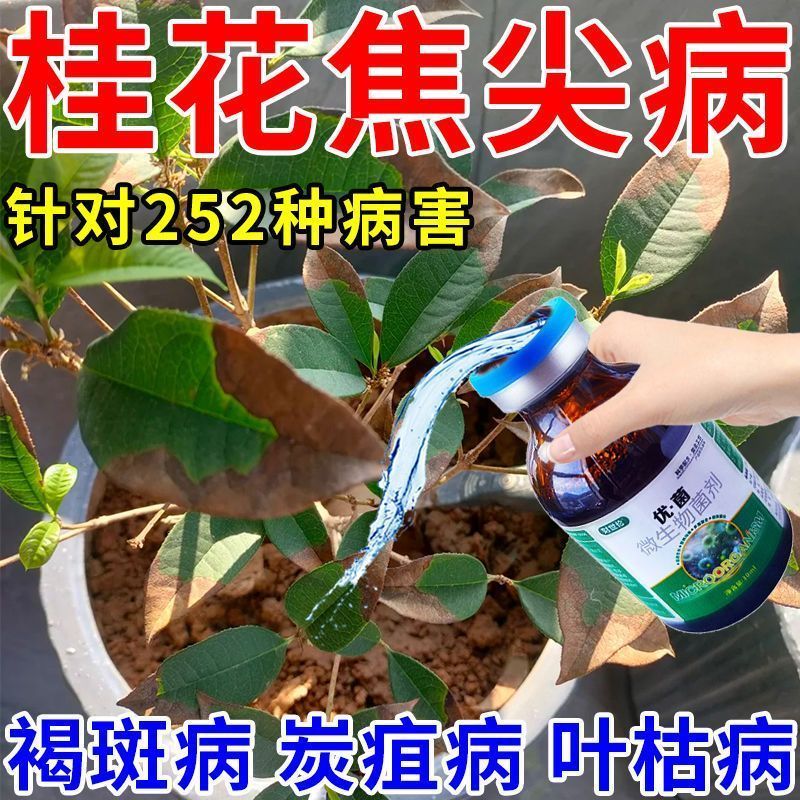桂花叶子干尖焦专用药【急