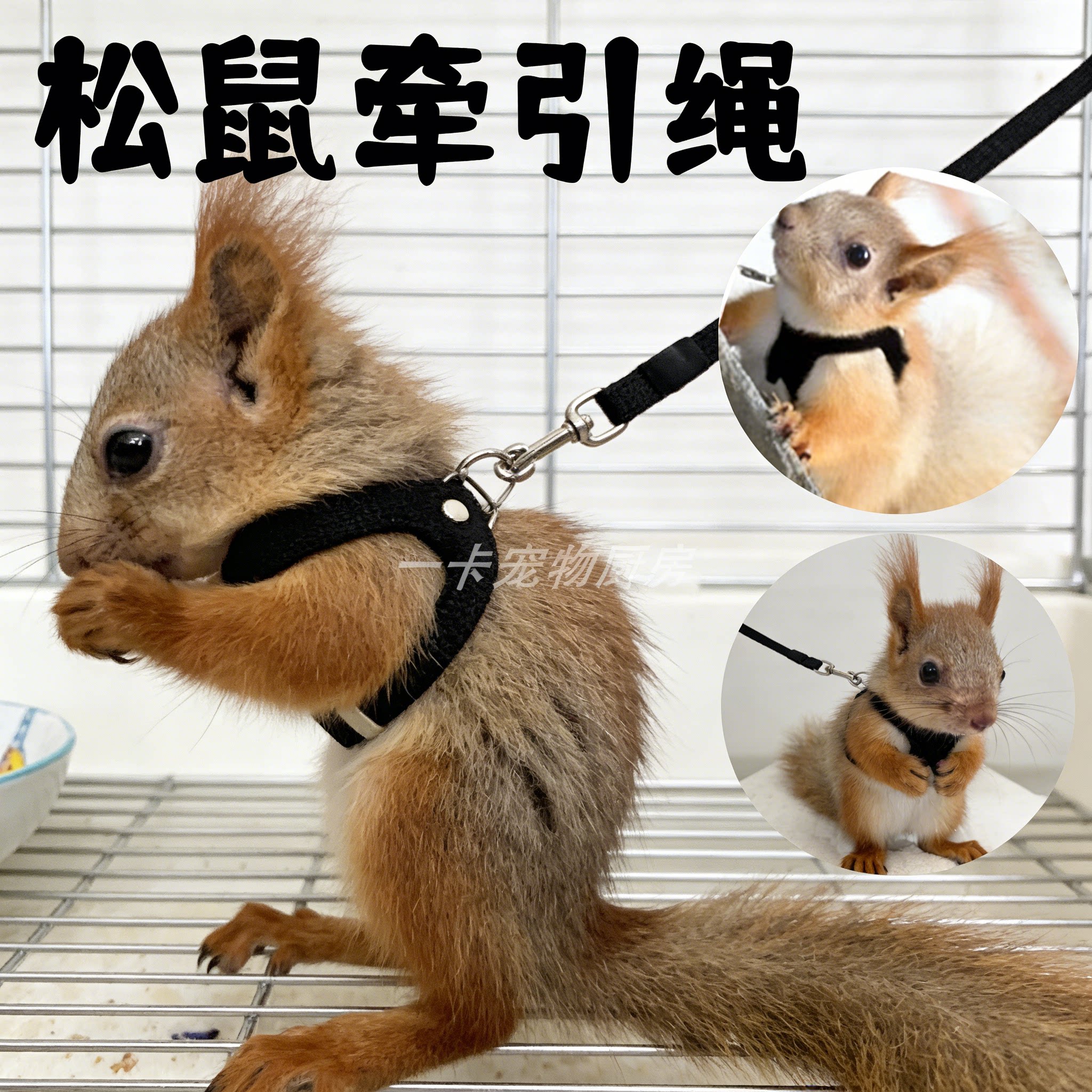 松鼠防咬背带式外出牵引绳图片