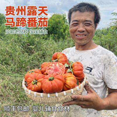 马蹄番茄自然熟大番茄露天新鲜