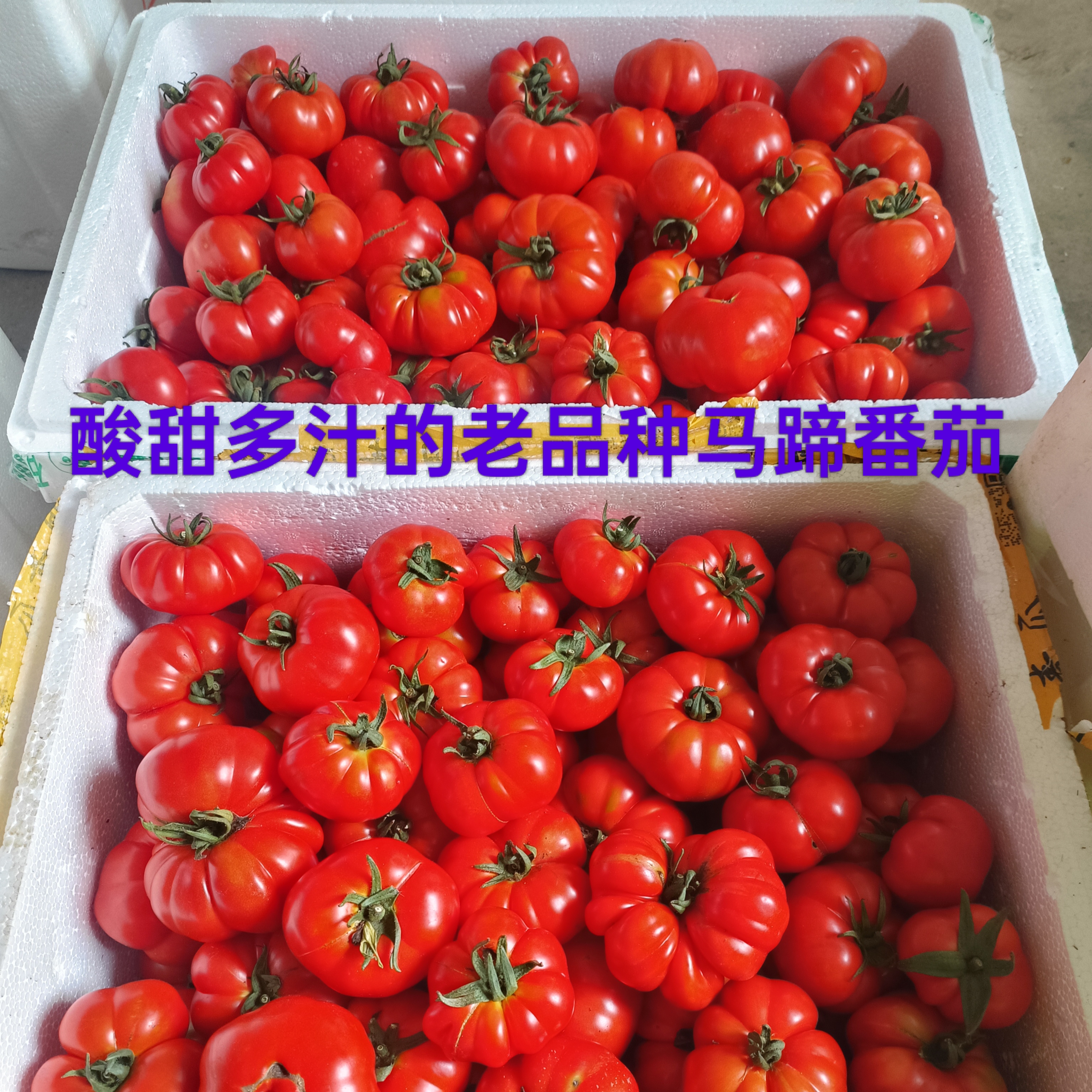 顺丰包邮贵州老品种马蹄番茄农家自种现摘沙瓤西红柿酸甜多汁大果