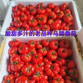 贵州老品种马蹄番茄西红柿新鲜现摘马蹄大番茄沙瓤偏酸 做菜