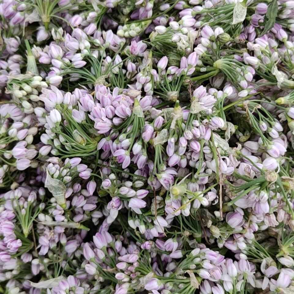 2023山西右玉野生干摘麻花贼麻花扎蒙花扎麻麻花野韭菜花炝锅调料