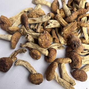 新货正宗油菇手选未开伞菌菇蕾野蘑菇菌子干货煲汤空心菌菇朵袋装