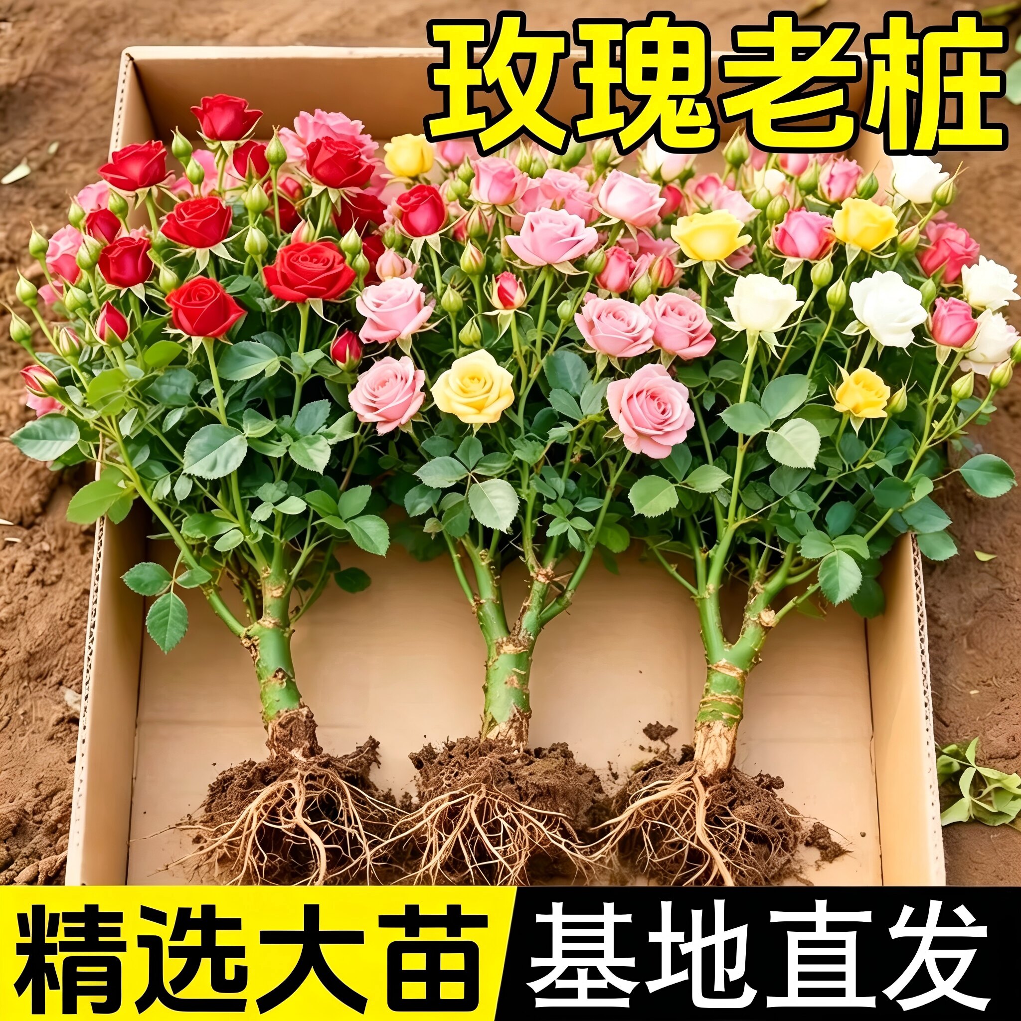 玫瑰花苗老桩盆栽花卉多季节开花绿植物月季蔷薇老根阳台四季种植