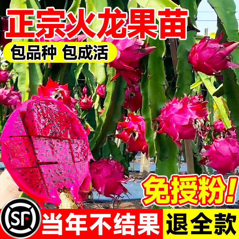 红心火龙果树果苗盆栽当年结果南北方种植白心黄金燕窝红肉火龙果