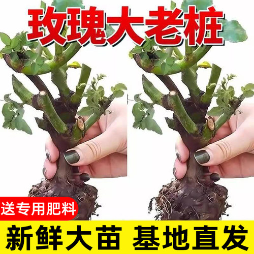 玫瑰花苗老桩盆栽花卉多季节开花